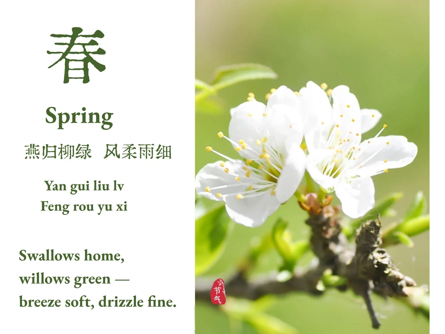 春 · 国风节气海报:绿字“春”与白色春花